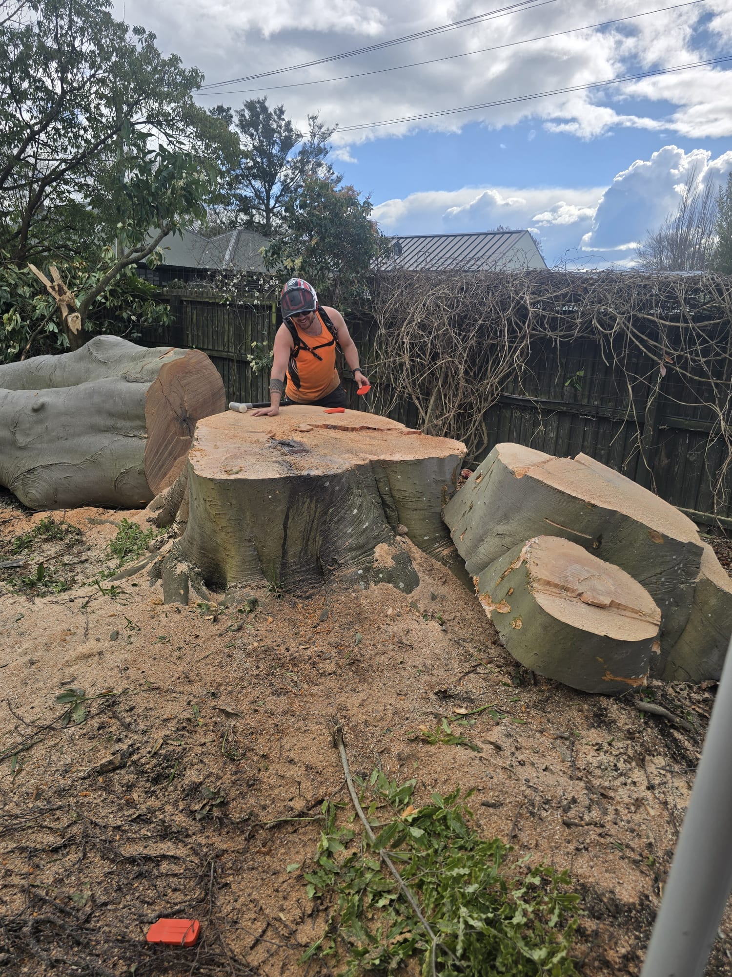 Stump removal Canterbury arborist