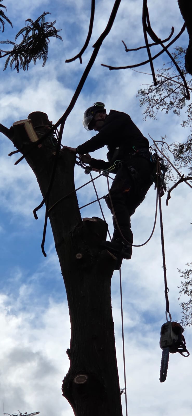Certified arborist tree removal Canterbury