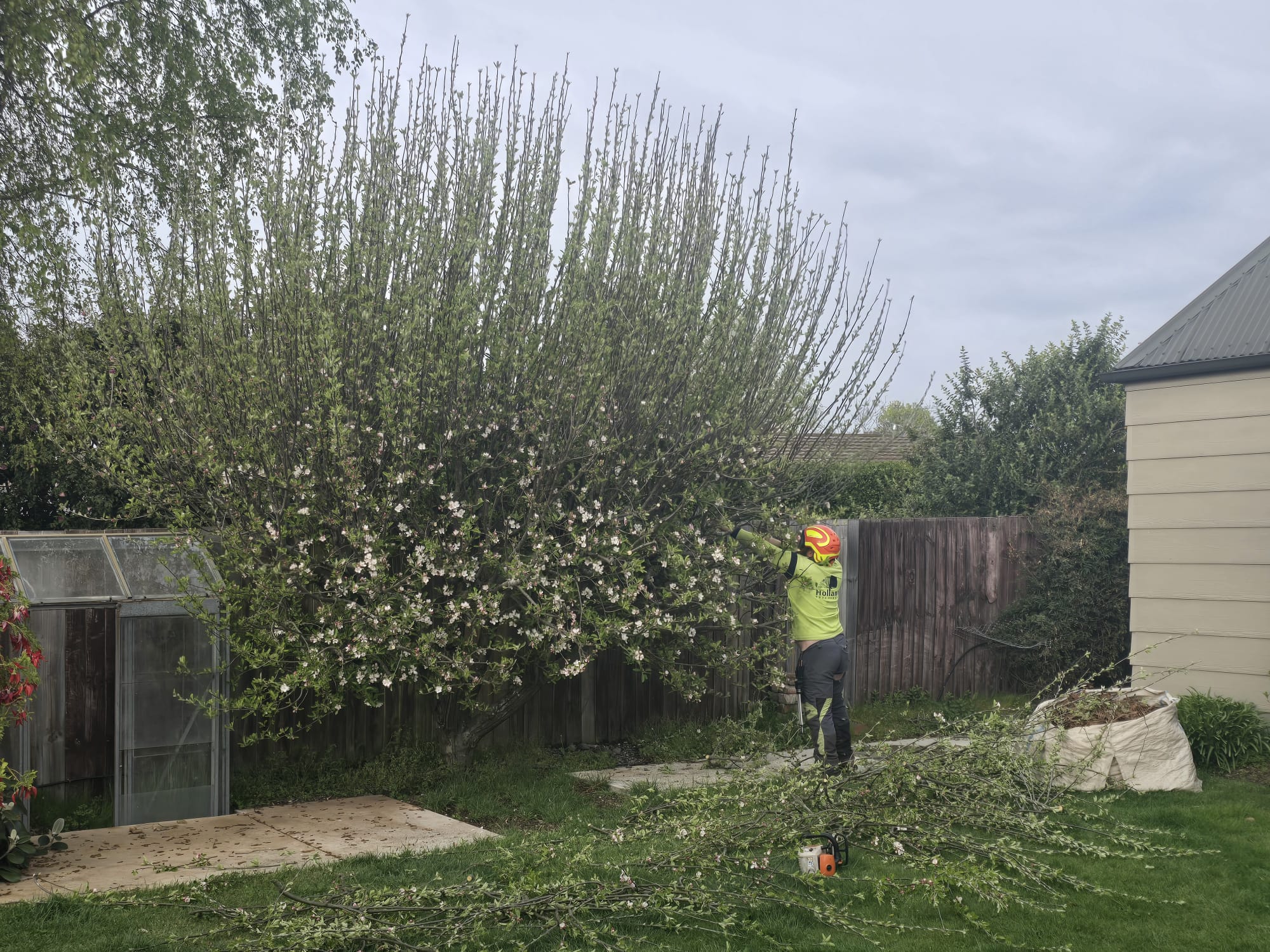 Professional hedge trimming Canterbury