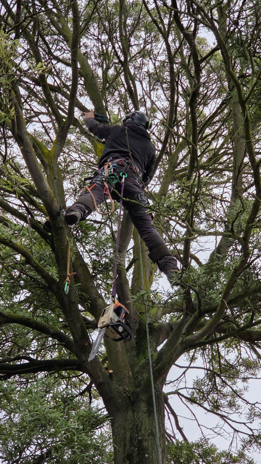 Expert arborist pruning Canterbury