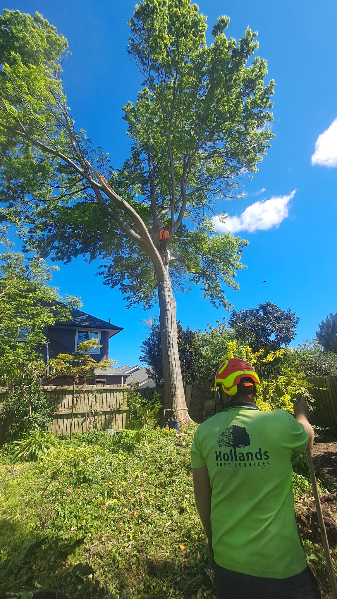 When do you need an arborist — Holland's Tree Services Christchurch