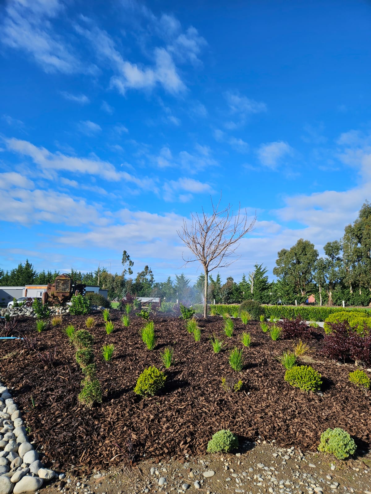 Freshly planted shrub — Let's Grow Gardening