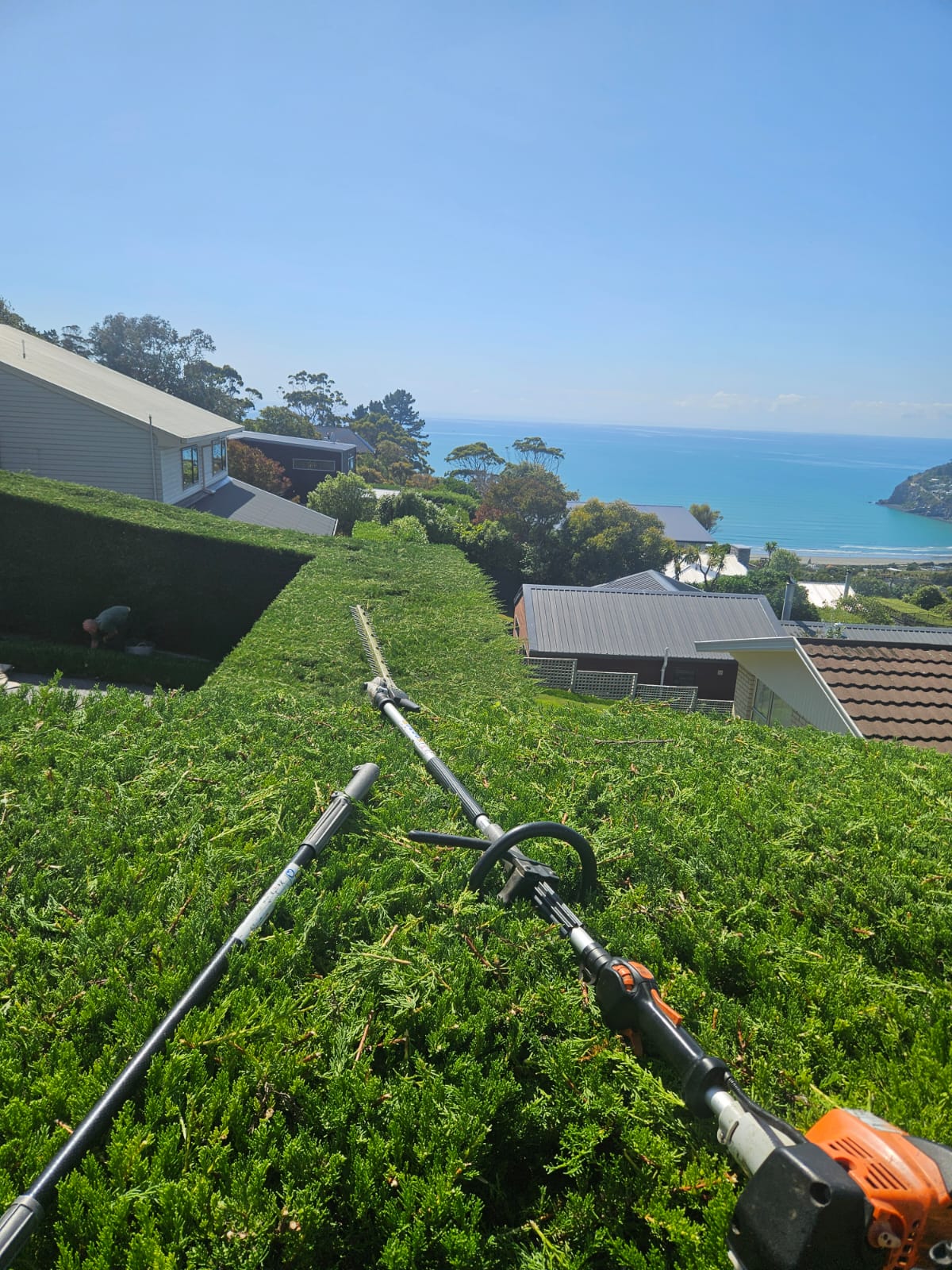 Fresh hedge trim in progress — Let's Grow Gardening