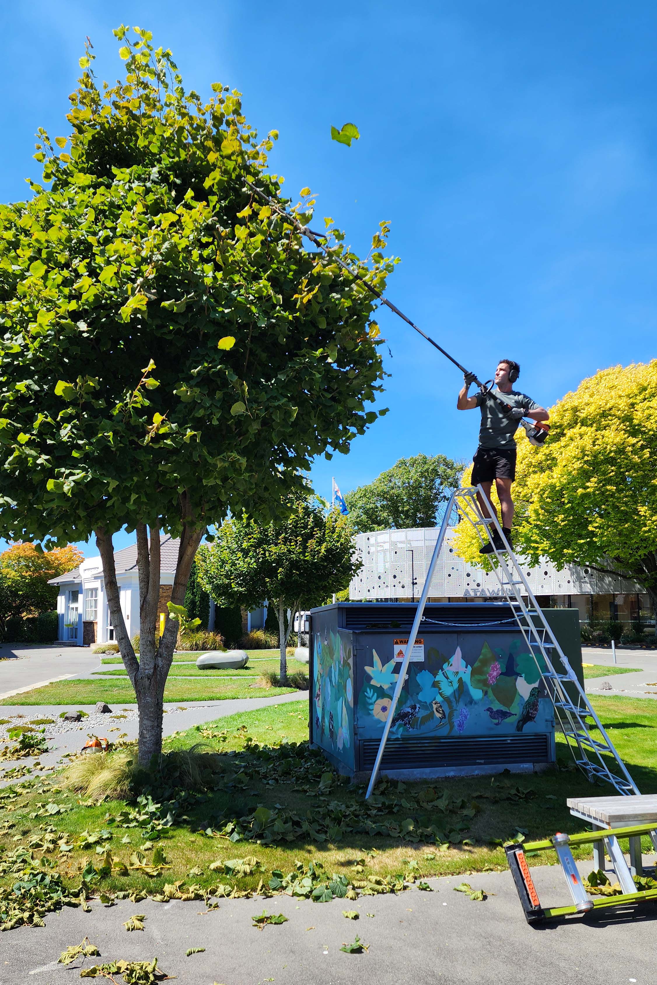 Tree care and pruning