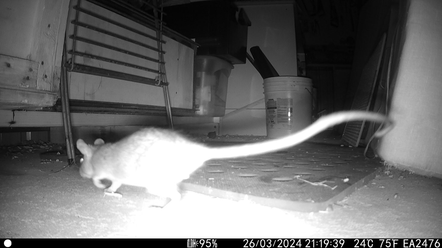 Roof Rodent Control service from Mr Possum