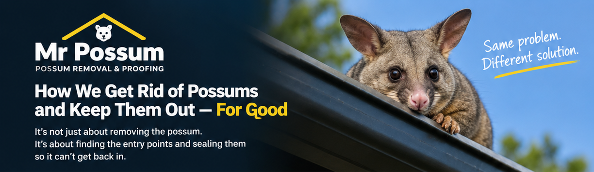 Possum on a rooftop at night