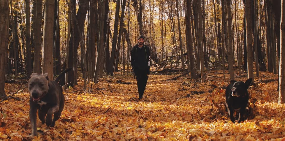 Dog trainer walking with two dogs through autumn forest in Michigan