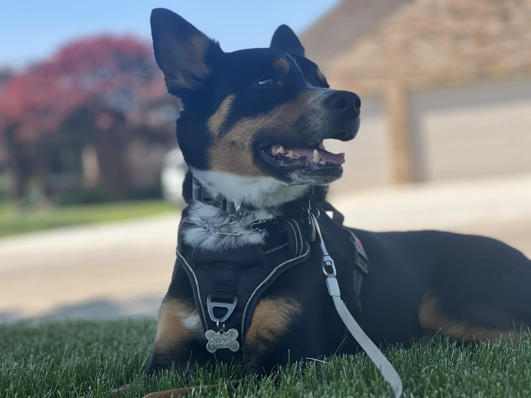 Well-trained dog relaxing in harness outdoors