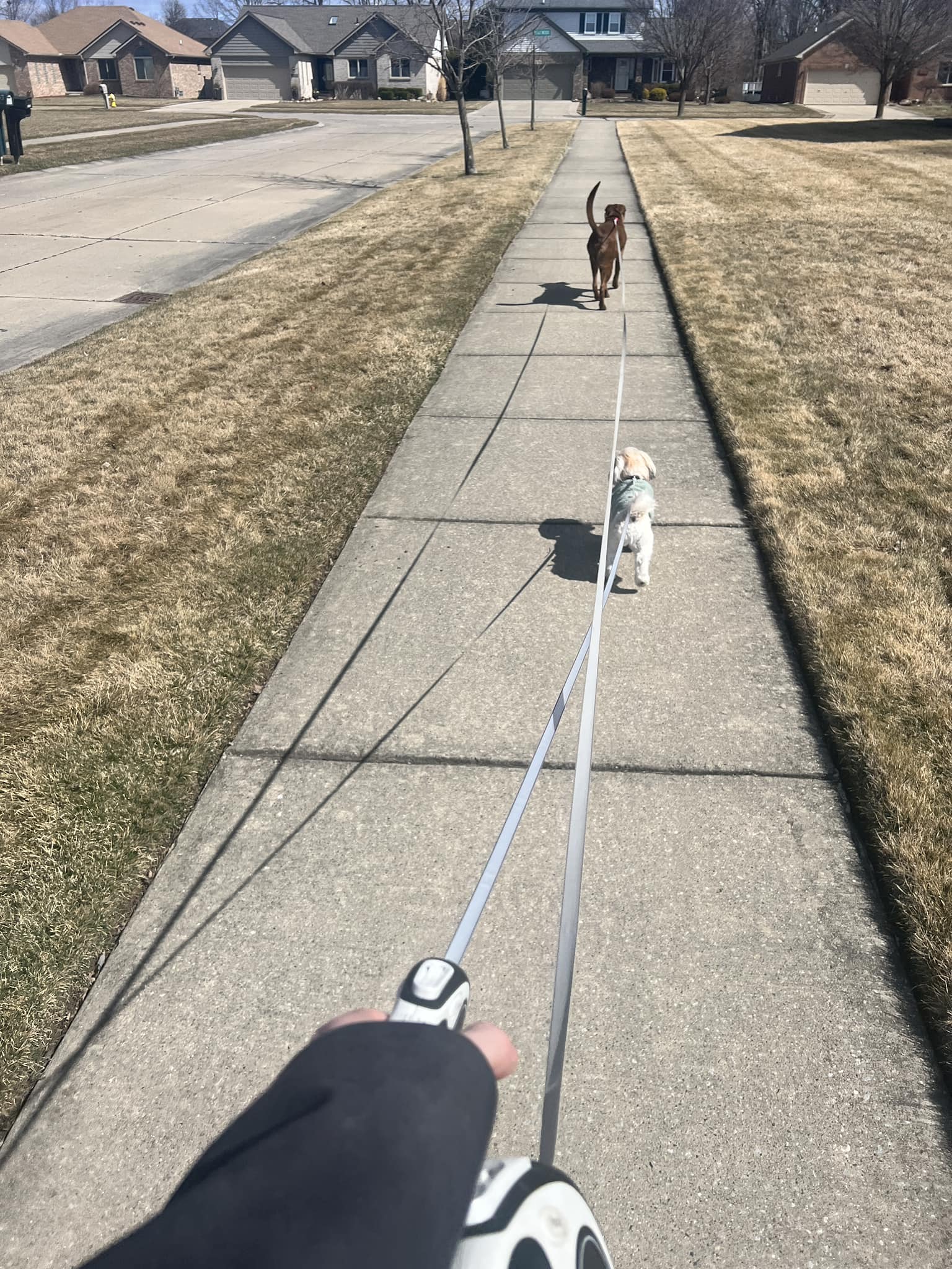 Loose leash walking training in Chesterfield Township