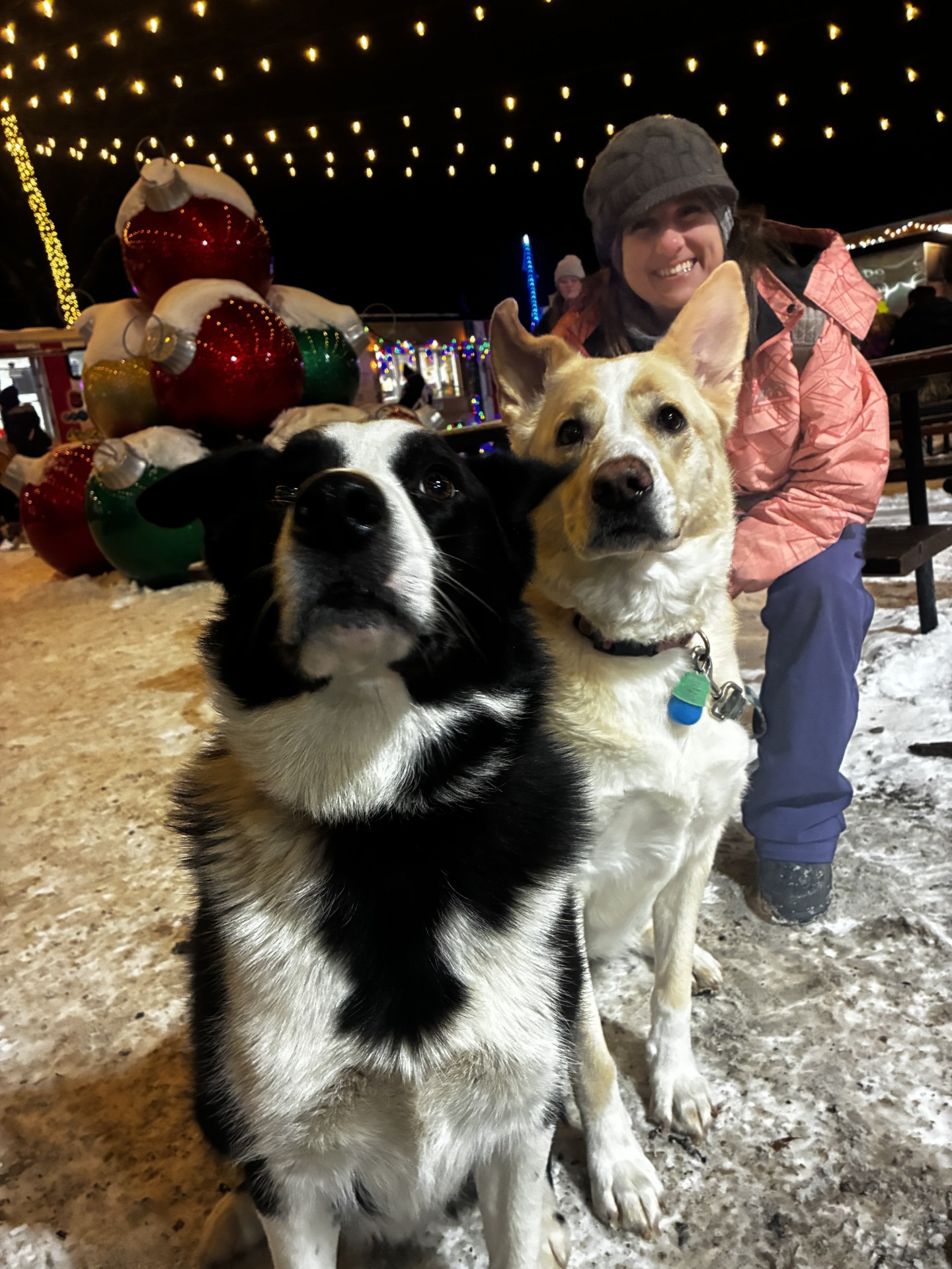 A dog enjoying Dog Night at Miracle at Big Rock