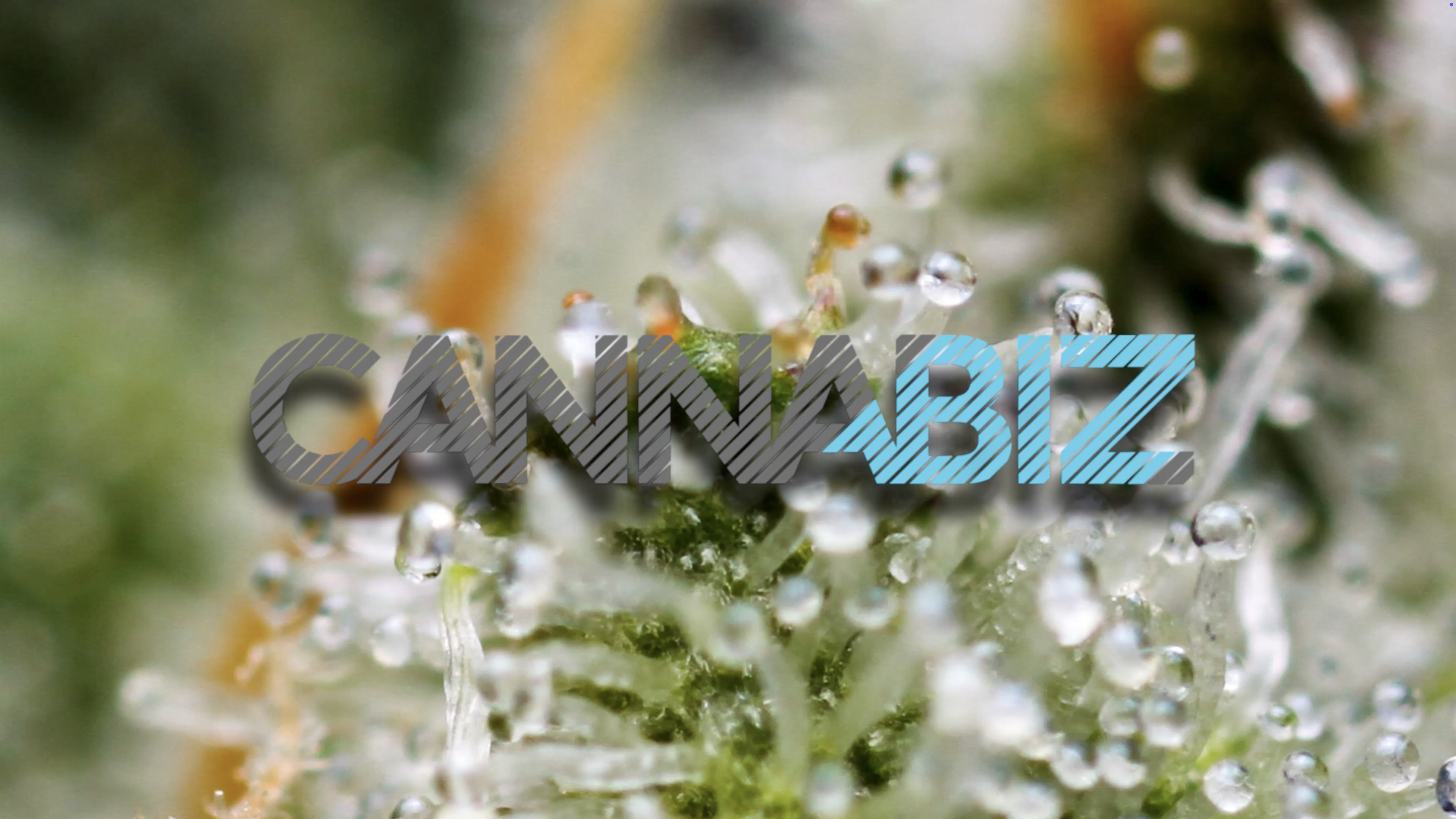 Cannabiz episode 02, Blunt Box