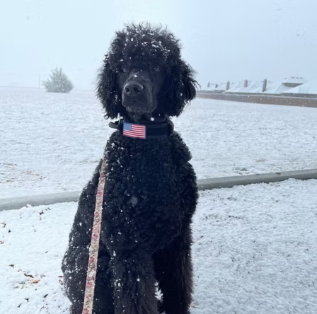 Pax - Original Good Boy