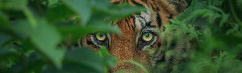 A tiger looking directly ahead through green foliage