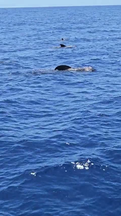 Swimmers on the Swimpros boat trip off Tenerife