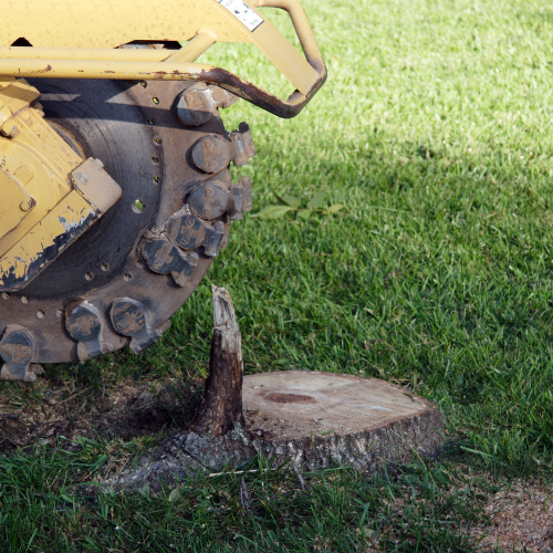 Tree stump
