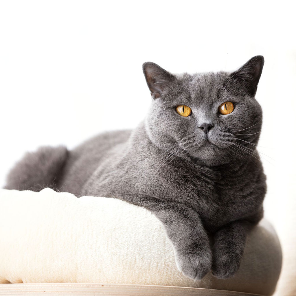 Луна, британська короткошерста