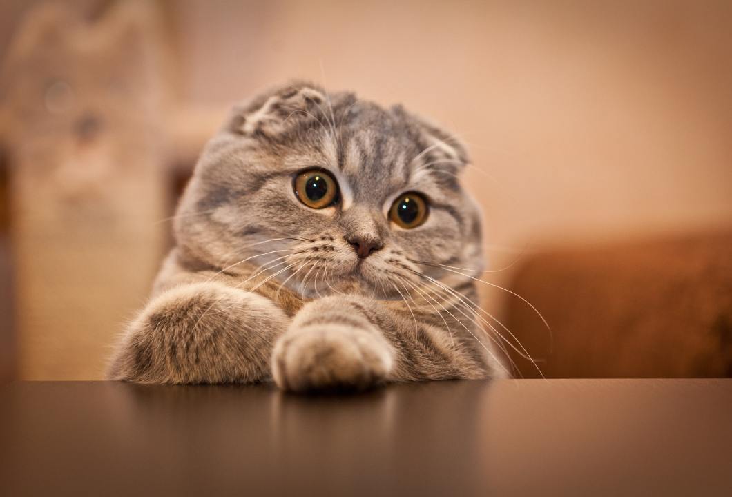Міло, шотландський висловухий