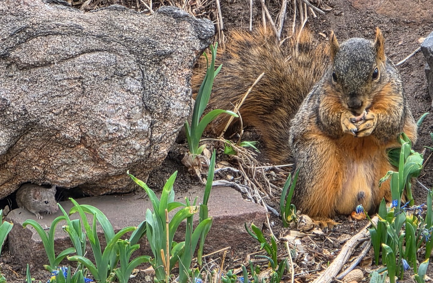 Look for the mouse on the left side of the photo!