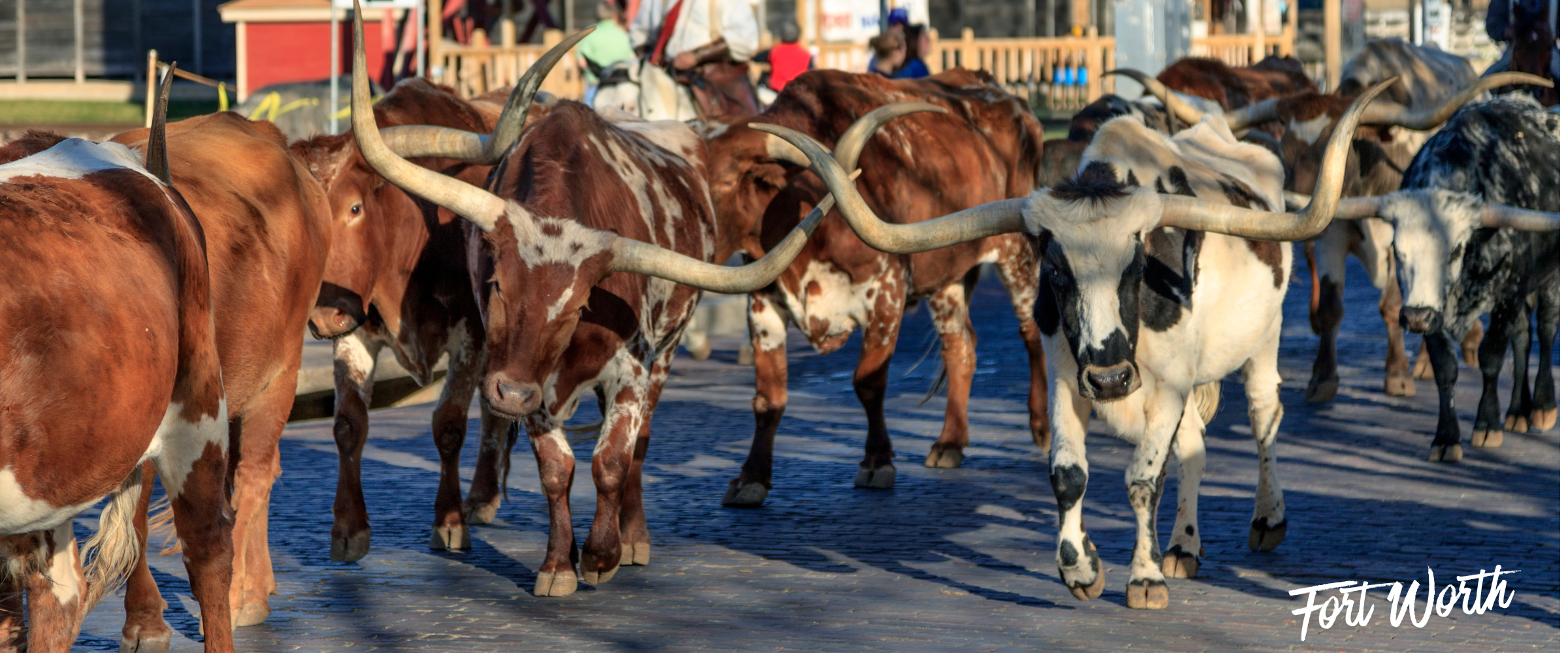 Longhorn cattle walking down a brick street in the Fort Worth Stockyards
