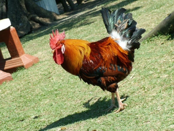 Rooster at Flag Animal Farm Ballito