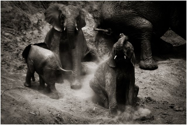 Wildlife Photographers South Africa | Top Durban Photographers - Segerius Bruce Photography