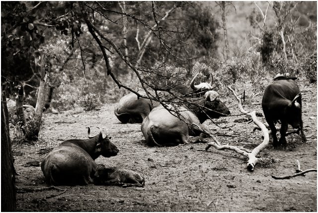 Hluhluwe068