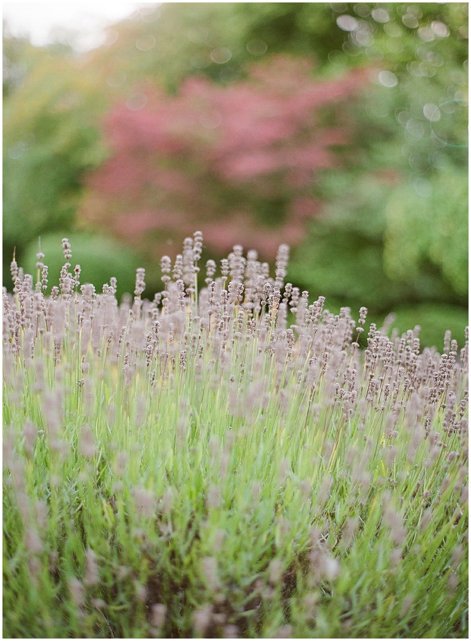 Contax 645