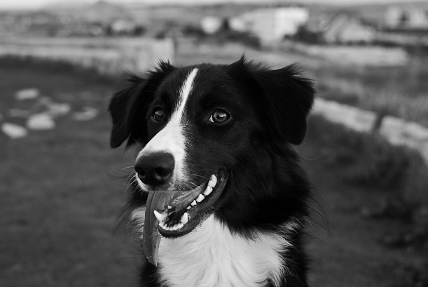 Pet portrait. Border Collie