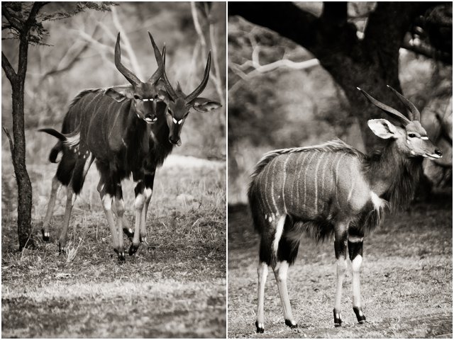 Hluhluwe024