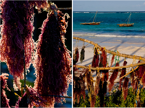 Wedding Photographer Zanzibar