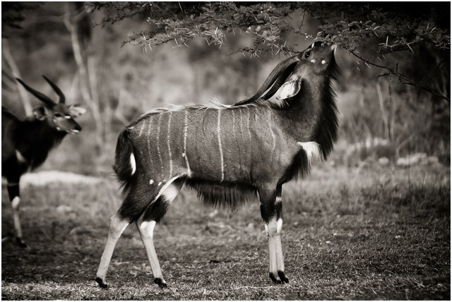 Hluhluwe023