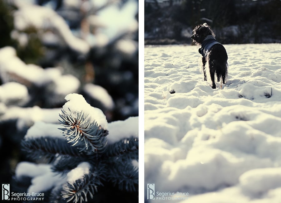 Snow Day, December 2009: A Winter Walk with Marley