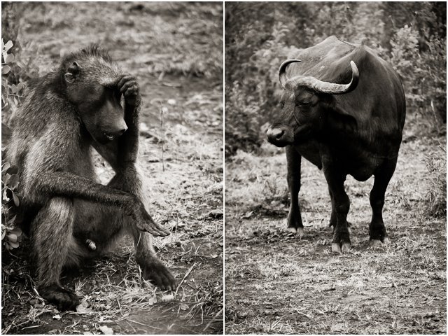 Hluhluwe035