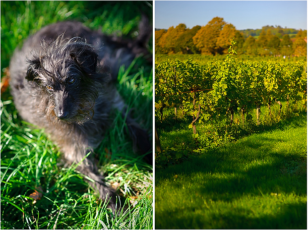 Wedding Photography at Denbies Vineyard Surrey