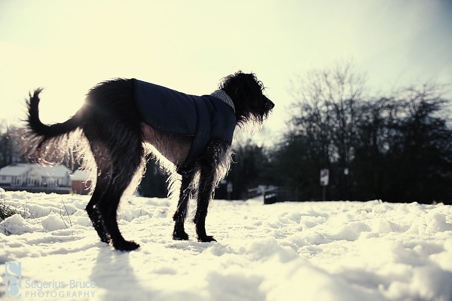 Let it snow, let it snow, let it snow