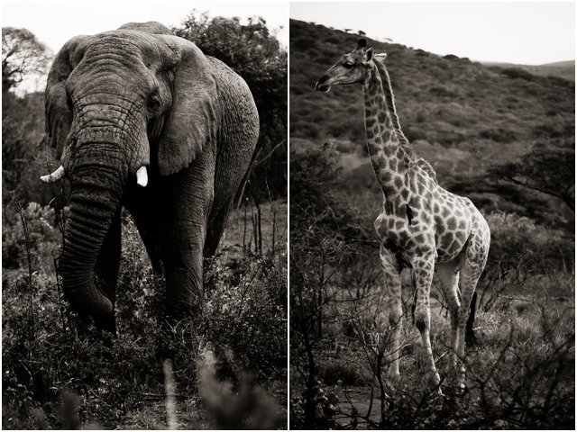 Wildlife Photographers South Africa | Top Durban Photographers - Segerius Bruce Photography