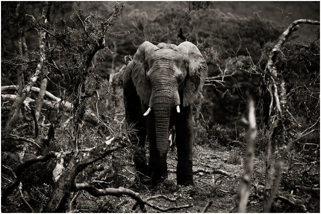 Chasing the Big 5 in Hluhluwe-Imfolozi