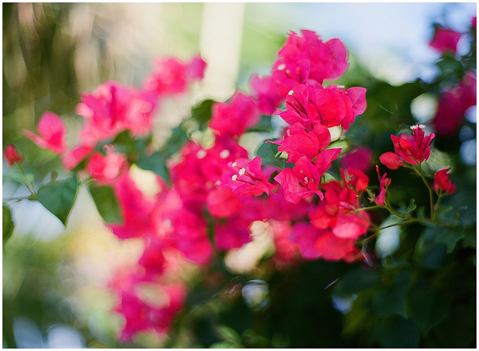 Island Life on Film: Contax 645 and Fuji 400H