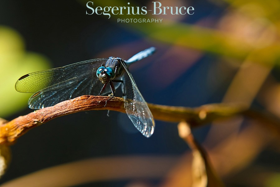 Dragonfly