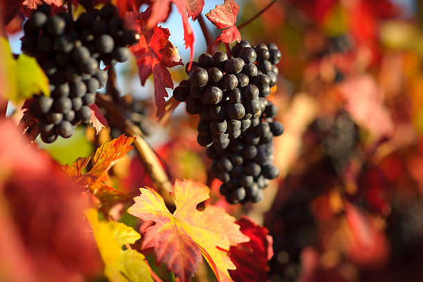 Wedding Photography at Denbies Vineyard Surrey
