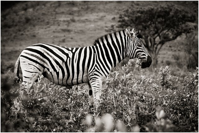 Hluhluwe033