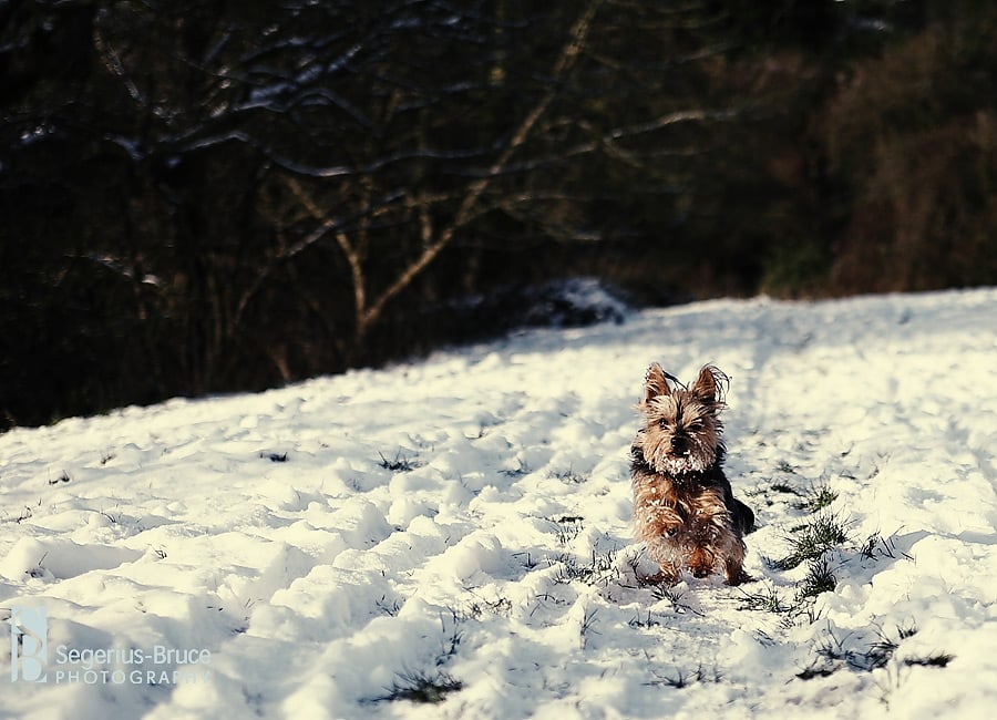 snow pictures in Surrey UK