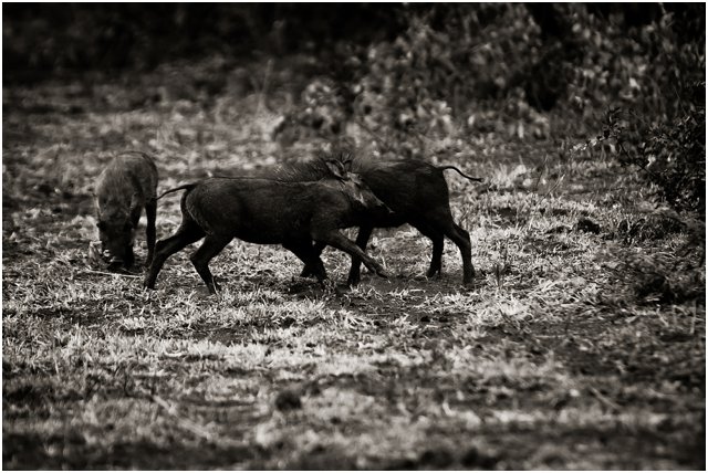 Wildlife Photographers South Africa | Top Durban Photographers - Segerius Bruce Photography
