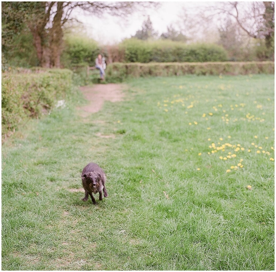 First Film on a Contax 645: A Vineyard in Dorking