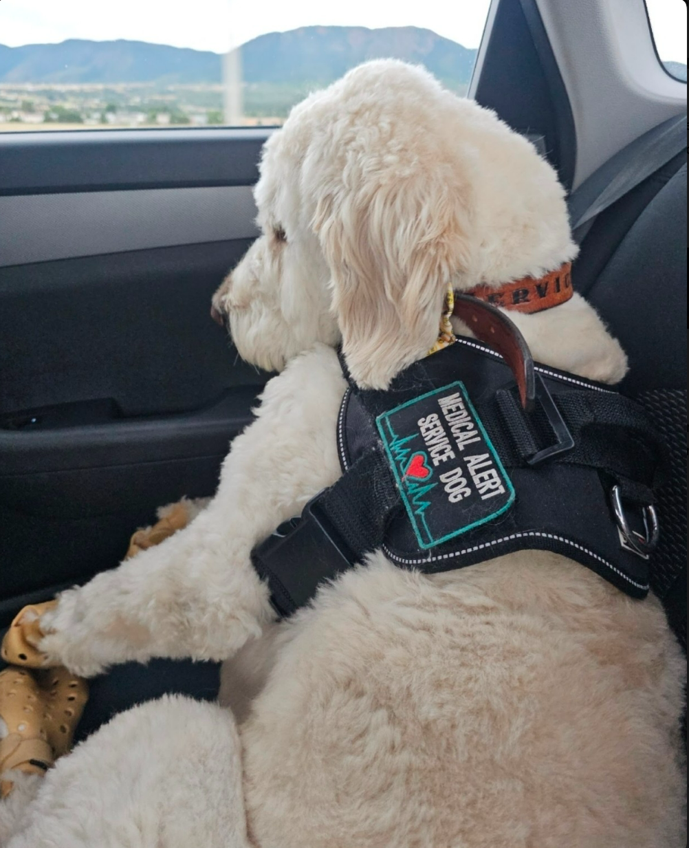 Otter, Katie's service dog