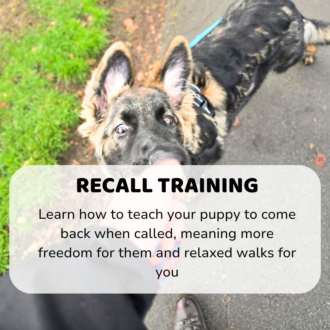 Loose Lead Walking