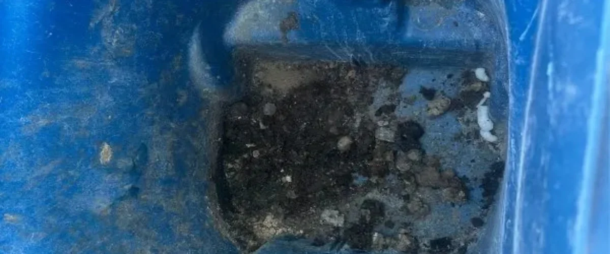 A close-up view inside a dirty blue plastic bin, showing dark soil and small debris accumulated at the bottom.