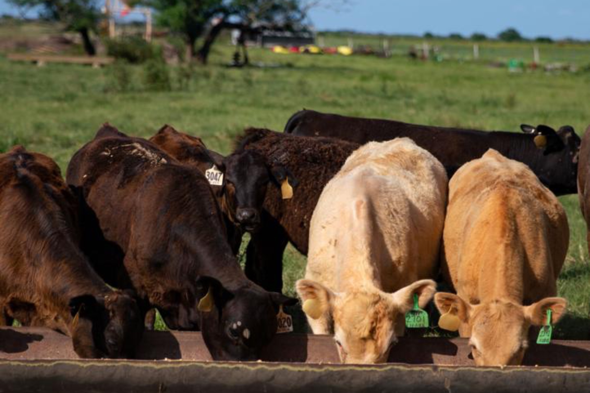Cows grazing peacefully in green Shasta County pasture
