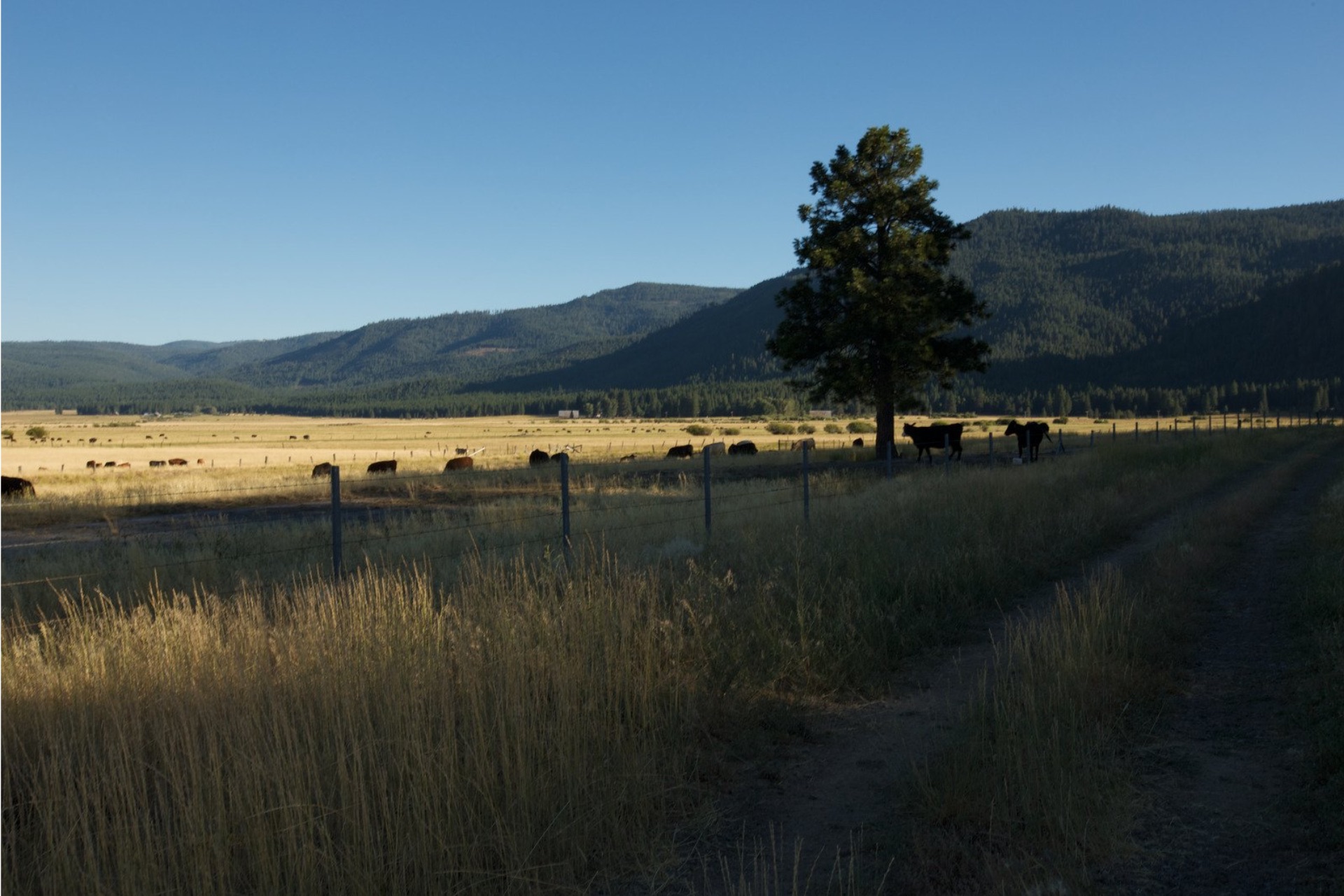 Three cows standing together behind a barbed wire fence in Shasta County pasture