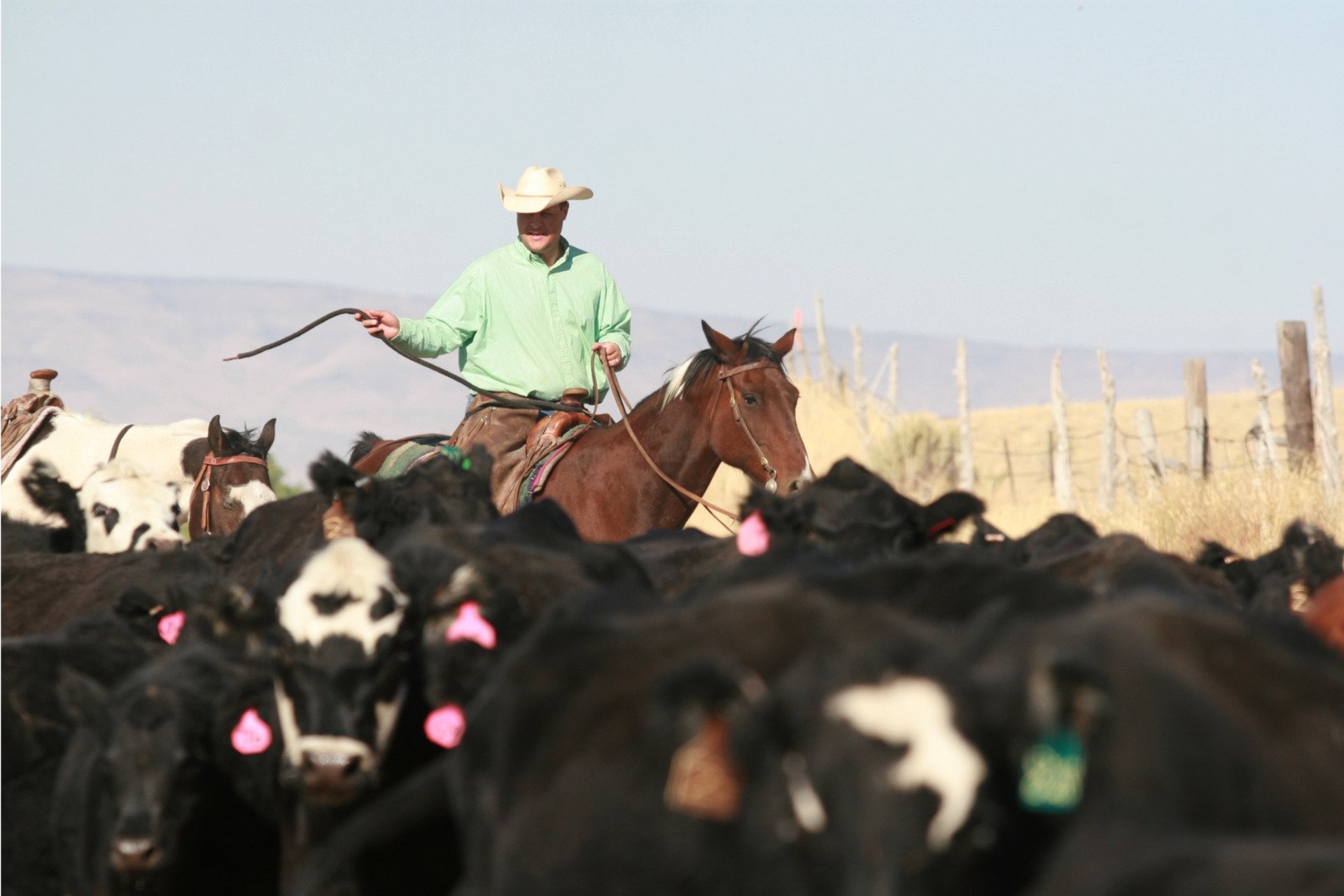 Herd of cattle grazing in green pasture in Shasta County